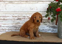 Jaxon, a male Miniature Goldendoodle for sale in Chatham, VA – Photo 3 of 3