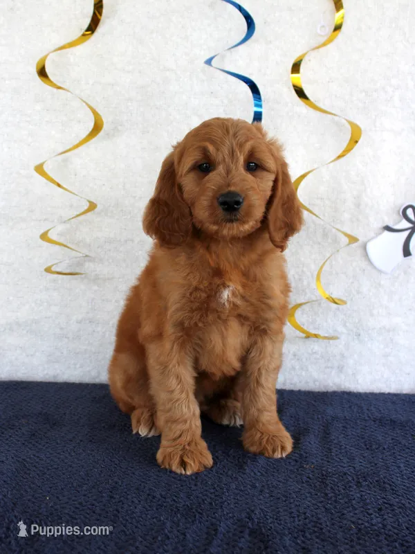 Jaxon – Miniature Goldendoodle puppy for sale in Chatham, VA
