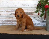 Jaxon, a male Miniature Goldendoodle for sale in Chatham, VA – Photo 2 of 3