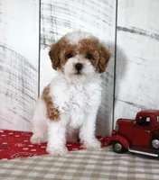 Bitsie, a female Poodle - Toy  for sale in Chatham, VA – 1 of 6