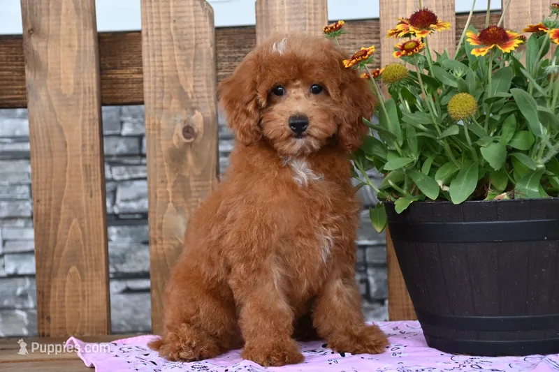 Nicki – Poodle - Miniature  puppy for sale in Chatham, VA