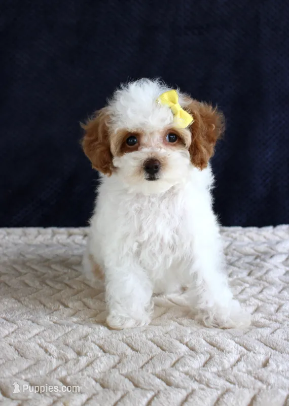 Poppy – Poodle - Toy  puppy for sale in Chatham, VA