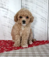 Joy, a female Poodle - Toy  for sale in Chatham, VA – 4 of 5