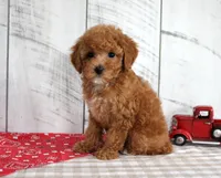 Bridget, a female Poodle - Toy  for sale in Chatham, VA – 4 of 5