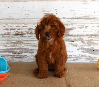 Nicki, a female Poodle - Miniature  for sale in Chatham, VA – 4 of 4