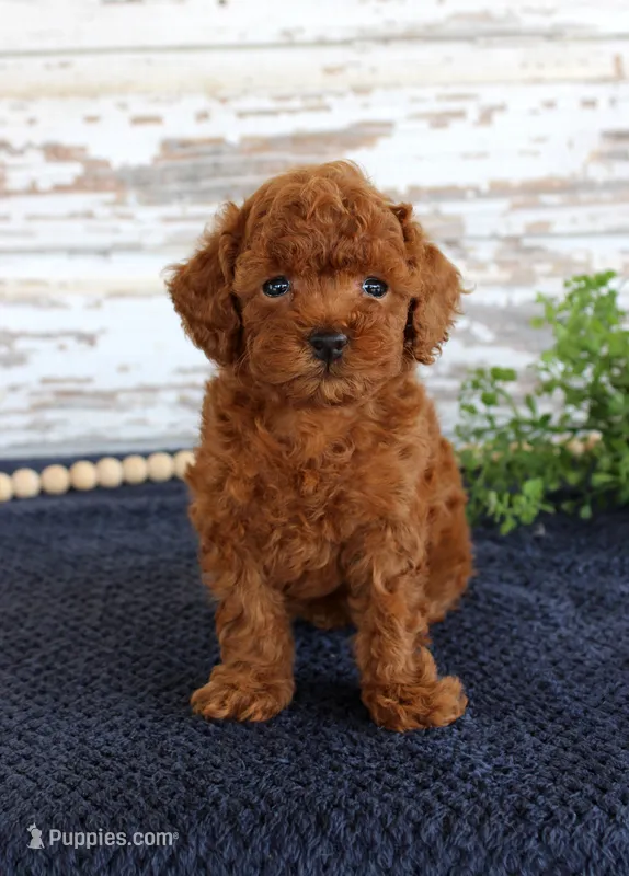 Rusty – Poodle - Toy  puppy for sale in Chatham, VA