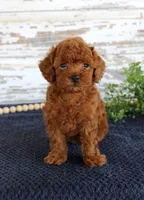 Rusty, a male Poodle - Toy  for sale in Chatham, VA – 1 of 4
