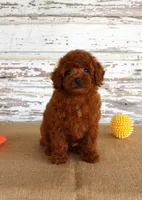 Flash, a male Poodle - Miniature  for sale in Chatham, VA – 6 of 6