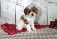 Bitsie, a female Poodle - Toy  for sale in Chatham, VA – 2 of 6