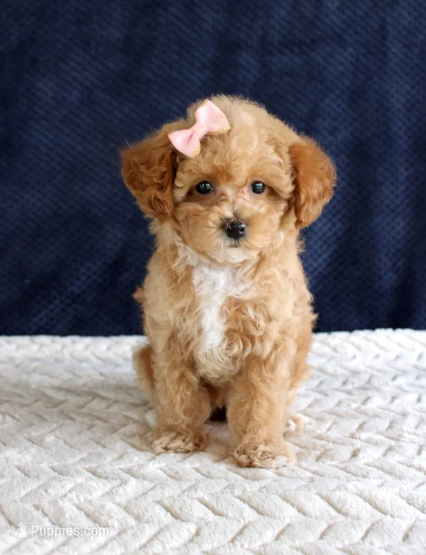 Penny – Poodle - Toy  puppy for sale in Chatham, VA
