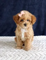 Penny, a female Poodle - Toy  for sale in Chatham, VA – 4 of 10