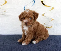 Piper, a male Poodle - Toy  for sale in Chatham, VA – 4 of 4