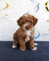 Piper, a male Poodle - Toy  for sale in Chatham, VA – 3 of 4
