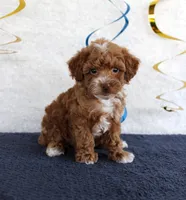 Piper, a male Poodle - Toy  for sale in Chatham, VA – 2 of 4