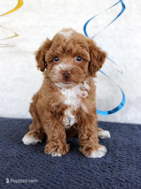 Piper – Poodle - Toy  puppy for sale in Chatham, VA