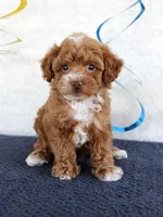 Piper, a male Poodle - Toy  for sale in Chatham, VA – 1 of 4