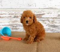 Bouncer, a male Poodle - Toy  for sale in Chatham, VA – 2 of 4