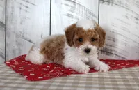 Buster, a male Poodle - Toy  for sale in Chatham, VA – 6 of 6