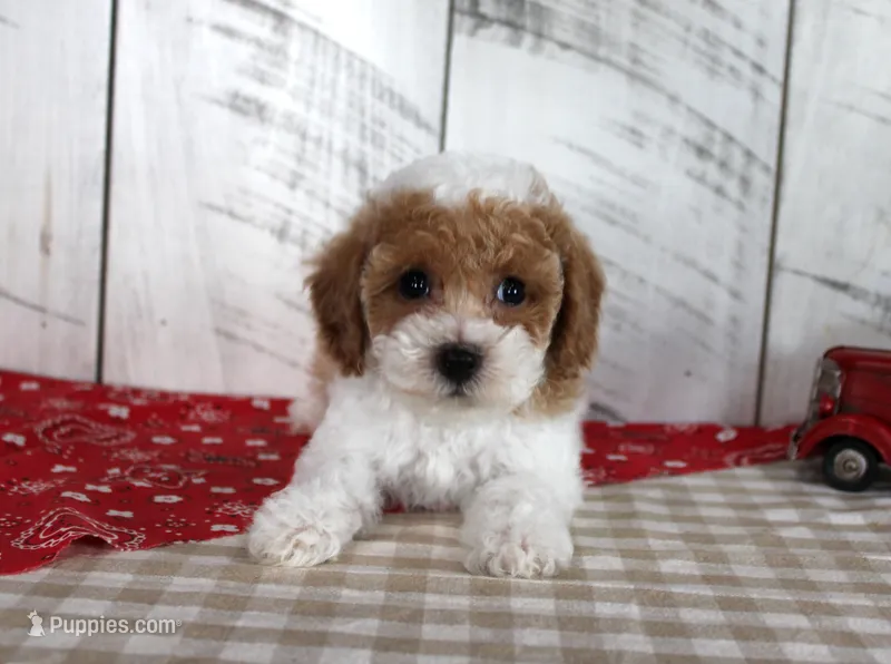 Buster – Poodle - Toy  puppy for sale in Chatham, VA