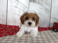 Buster, a male Poodle - Toy  for sale in Chatham, VA – 1 of 6