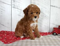 Banjo, a male Poodle - Toy  for sale in Chatham, VA – 2 of 7