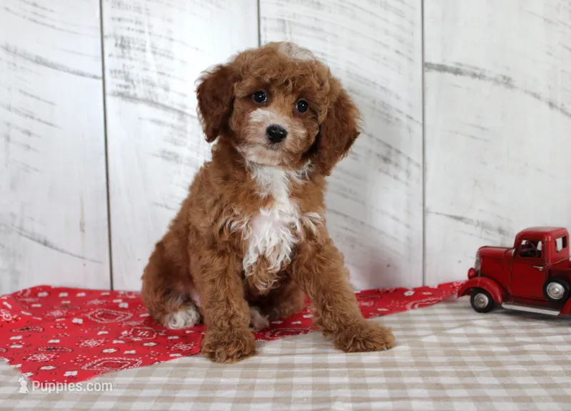 Teddy  – Poodle - Toy  puppy for sale in Chatham, VA
