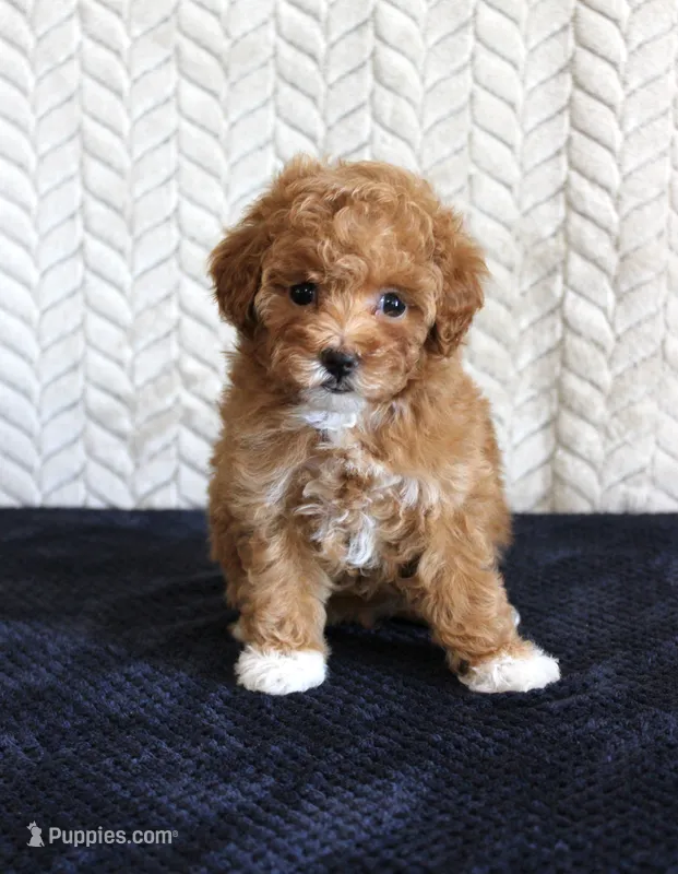 Summer – Poodle - Toy  puppy for sale in Chatham, VA