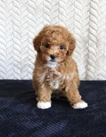 Summer, a female Poodle - Toy  for sale in Chatham, VA – 1 of 4