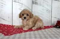 Joy, a female Poodle - Toy  for sale in Chatham, VA – 5 of 5