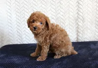 Sailor, a male Poodle - Toy  for sale in Chatham, VA – 2 of 3
