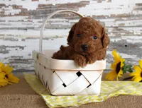 Custard, a female Poodle - Toy  for sale in Chatham, VA – 3 of 4