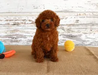 Flash, a male Poodle - Miniature  for sale in Chatham, VA – 4 of 6