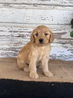 Jada, a female Miniature Goldendoodle for sale in Chatham, VA – Photo 2 of 3