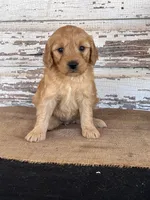 Jada, a female Miniature Goldendoodle for sale in Chatham, VA – Photo 1 of 3