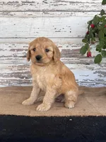 Jada, a female Miniature Goldendoodle for sale in Chatham, VA – Photo 3 of 3