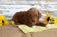 Chief, a male Poodle - Toy  for sale in Chatham, VA – 4 of 4