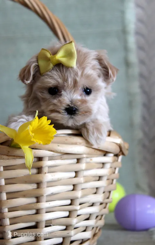 Daffodil – Maltipoo puppy for sale in Chatham, VA