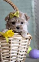 Daffodil, a female Maltipoo for sale in Chatham, VA – Photo 1 of 3
