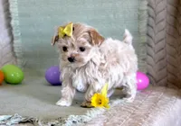 Daffodil, a female Maltipoo for sale in Chatham, VA – Photo 2 of 3