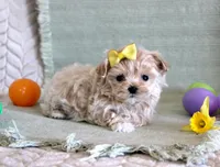 Daffodil, a female Maltipoo for sale in Chatham, VA – Photo 3 of 3