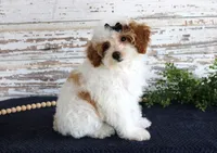 Poppy, a female Poodle - Toy  for sale in Chatham, VA – 2 of 10
