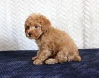 Skipper, a male Poodle - Toy  for sale in Chatham, VA – 3 of 3