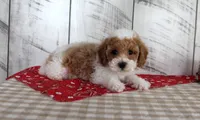 Buster, a male Poodle - Toy  for sale in Chatham, VA – 3 of 6