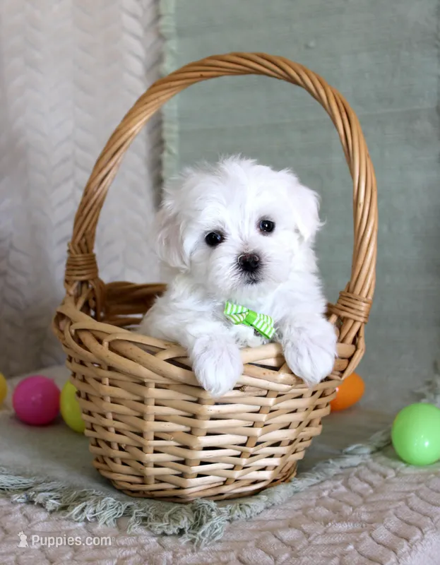 Tuffy – Maltese puppy for sale in Chatham, VA