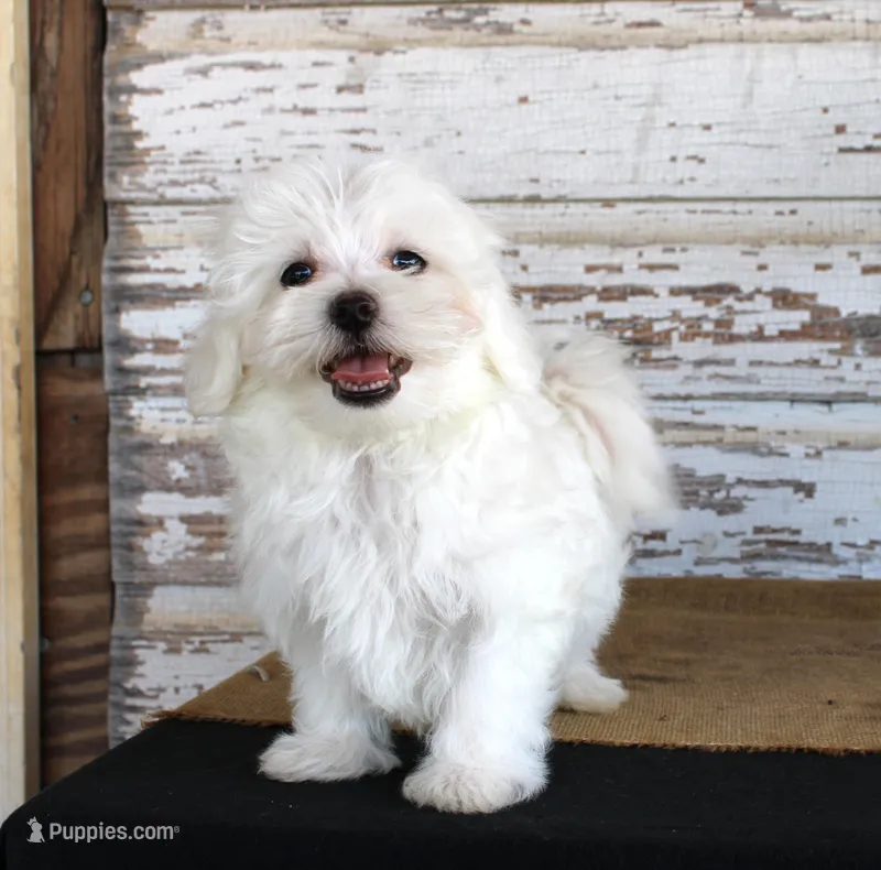 Tuffy – Maltese puppy for sale in Chatham, VA