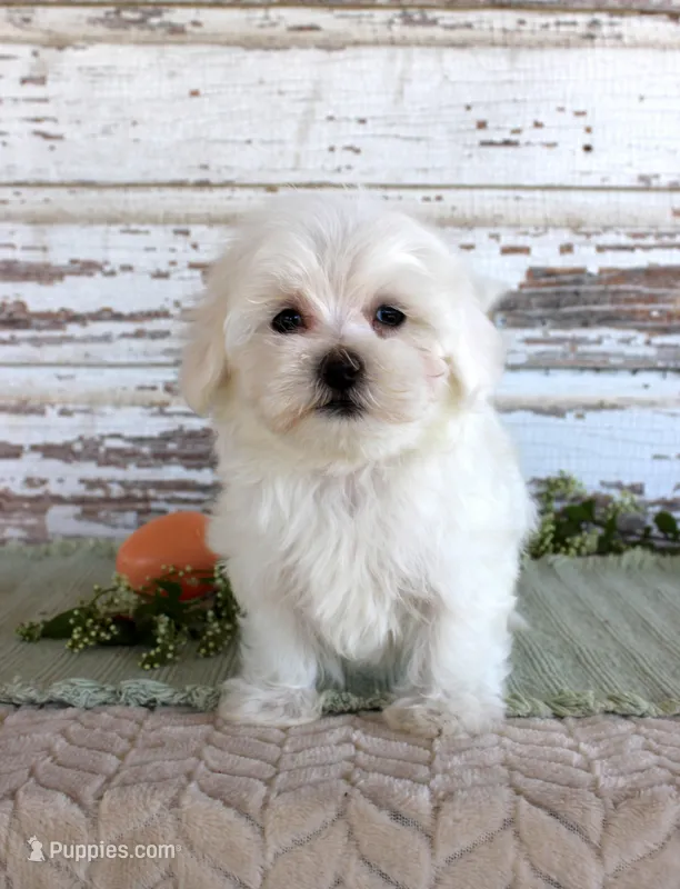 Tuffy – Maltese puppy for sale in Chatham, VA
