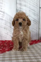 Jax, a male Poodle - Toy  for sale in Chatham, VA – 2 of 4