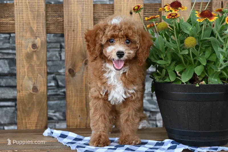 Teddy – Poodle - Toy  puppy for sale in Chatham, VA