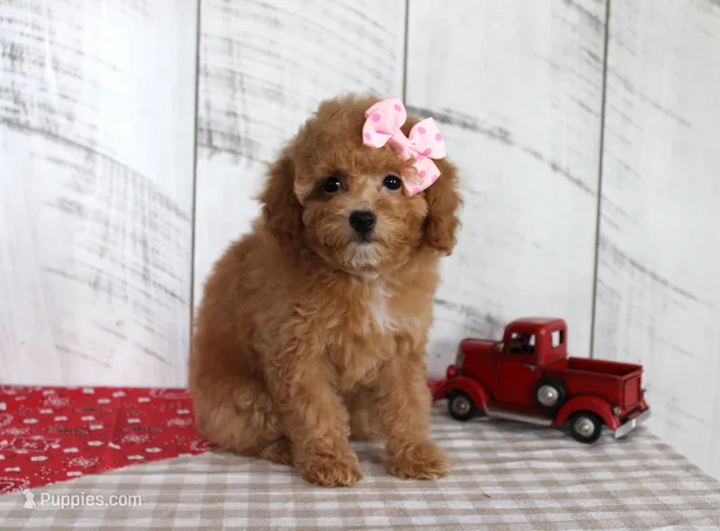 Bailey – Poodle - Toy  puppy for sale in Chatham, VA
