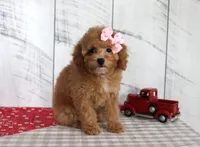 Bailey, a female Poodle - Toy  for sale in Chatham, VA – 1 of 5